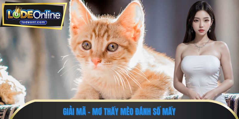 Giải mã - mơ thấy mèo đánh số mấy