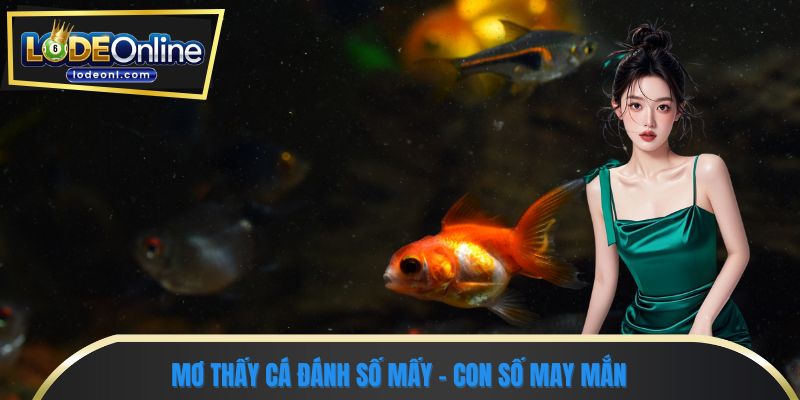 Mơ thấy cá đánh số mấy - Con số may mắn