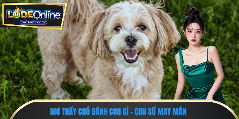 Mơ thấy chó đánh con gì - Con số may mắn 