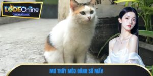 Mơ thấy mèo đánh số mấy