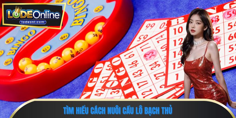 Tìm hiểu cách nuôi cầu lô bạch thủ