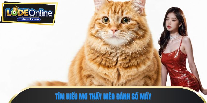Tìm hiểu mơ thấy mèo đánh số mấy